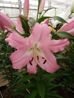 [3450 Missoni No02.JPG]